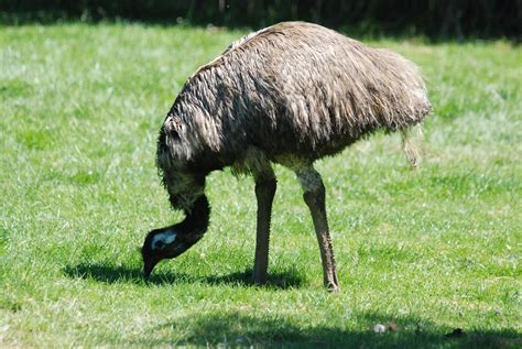 Aves Ratites Ejemplos - SEO POSITIVO