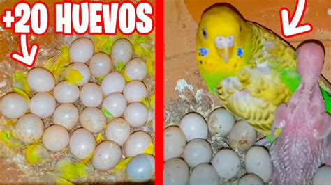 PERIQUITO CON 20 HUEVOS EN EL NIDO YouTube