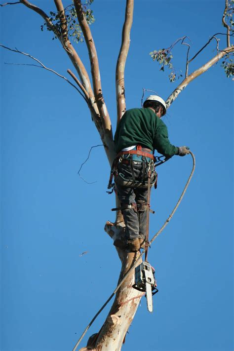 Tree Removal Service | Jimmy's Tree Service