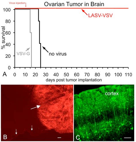 Lassa Vsv Chimeric Virus Targets And Destroys Human And Mouse Ovarian