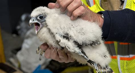 Photos: Look At These Cute, Soon-To-Be Murderous Baby Falcons! - Gothamist