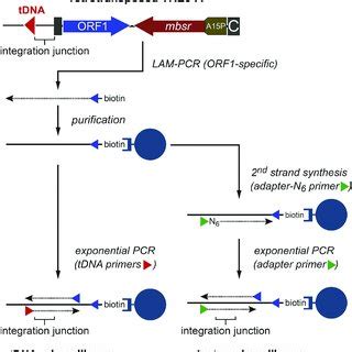 Outline Of Tre A Bsr Retrotransposition Profiling Note That Tre A