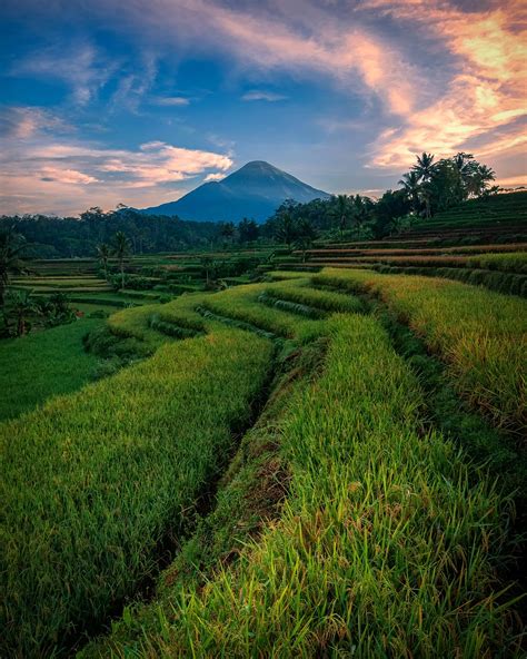 Ricefield Landscape Mountain - Free photo on Pixabay - Pixabay