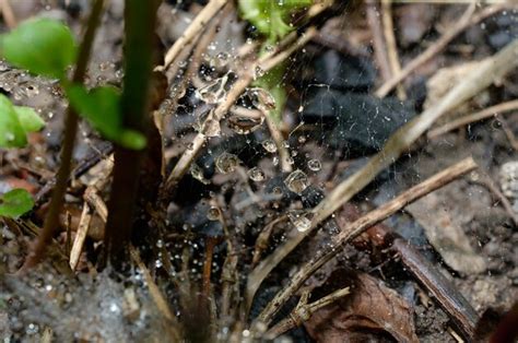 Premium Photo Water Droplets On A Spider Web