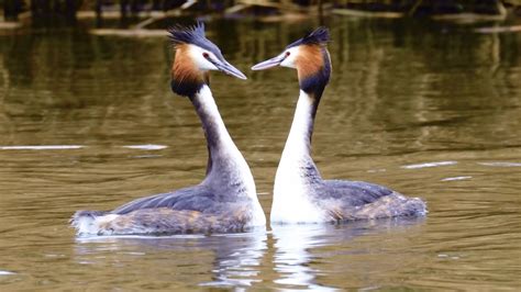 Baltsende Futen Zelf Geschoten Vroege Vogels Bnnvara