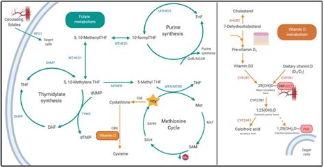 Examined Genetic Variants Involved In Folate And Vitamin D Metabolic