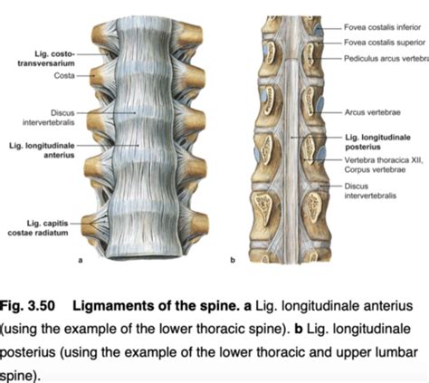 Joints Ligaments Of The Vertebral Column Flashcards Quizlet