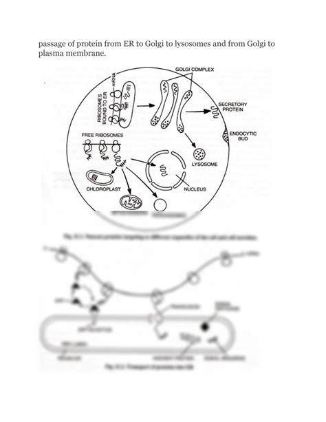 Solution Protein Sorting Mechanism And Vesicular Transport Studypool