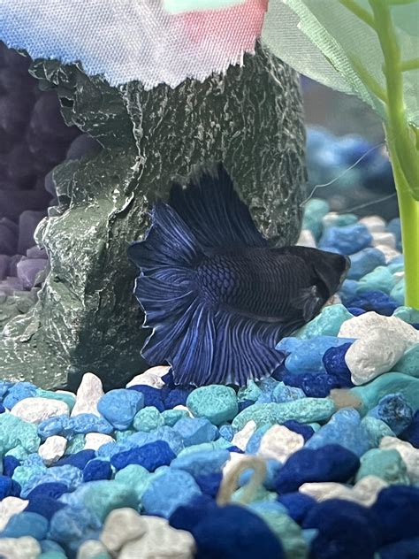 Flippy turned on Do Not Disturb 😴 : r/bettafish