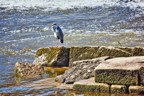 Grey Heron Chester Alan Ward Wirral Flickr