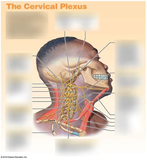 Cervical Plexus Diagram | Quizlet