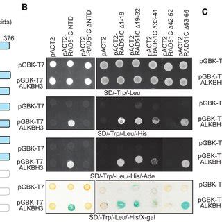 Mapping The Regions Important For The RAD51C ALKBH3 Interaction A