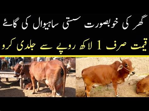 Sahiwal Gay Today Rates Update In Malumor Mandi Cow For Sale In Pakistan Cow Mandi YouTube