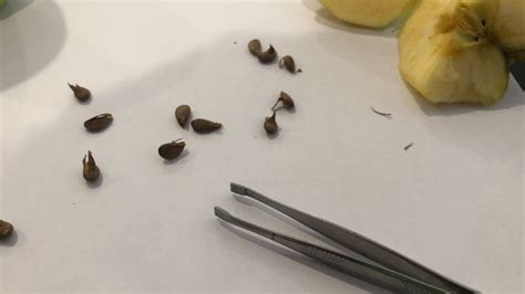 Consejos útiles para germinar una semilla de manzana El Diario de