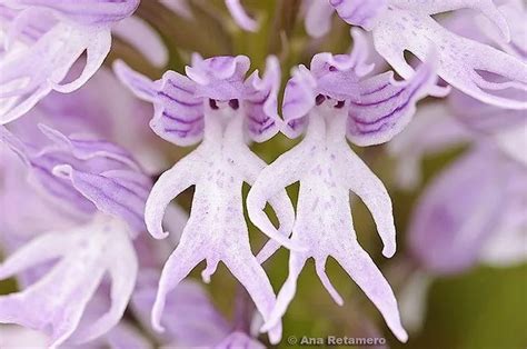 The Hanging Naked Men Orchid A Fascinating Flower Of The Mediterranean Hasan Jasim