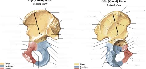 Hip Bones Osteology Diagram Quizlet