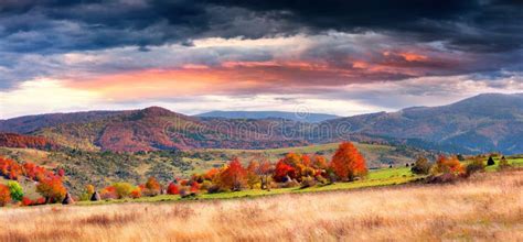 Dramatic Autumn Sun Peaks Through Burnt Orange Colored Maple Tree Stock