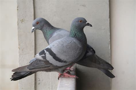 understanding  key differences  feral domestic homing