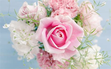 Beautiful Pink Rose Flowers Hd Wallpapers | Best Flower Site