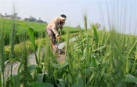 Revolutionizing Agriculture The Power Of Crop Diversification