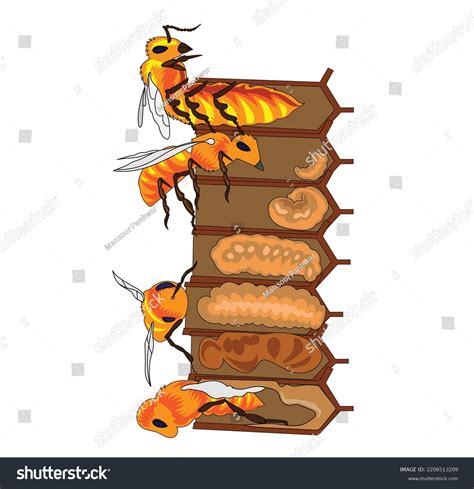 Honey Bee Life Cycle Diagram Egg Larva Royalty Free Stock Vector