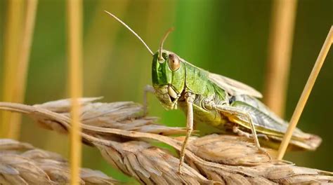 How To Stop Grasshoppers And Katydids From Eating Plants