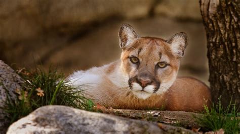 10 Fascinating Facts About Pumas Learn About The Amazing World Of