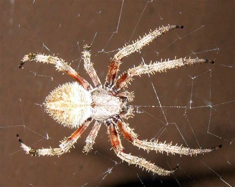 Caution NUDE SPIDERS Within