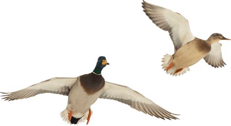 Download Mallard Ducks In Flightpng