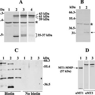 Pro MMP 2 Activation By Membrane Bound And Soluble MT3 MMP And Role Of