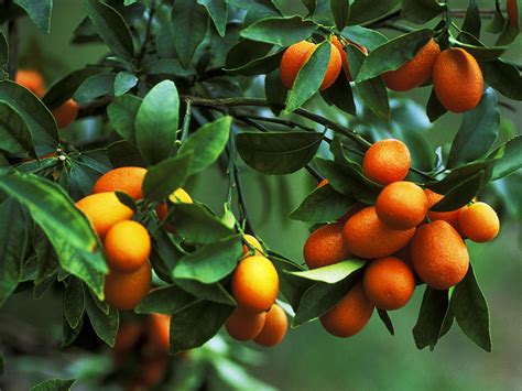 Our Guide To Growing Citrus In Your Own Garden — Sunset Magazine