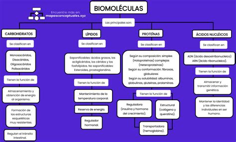 Mapas conceptuales de las Biomoléculas Descargar