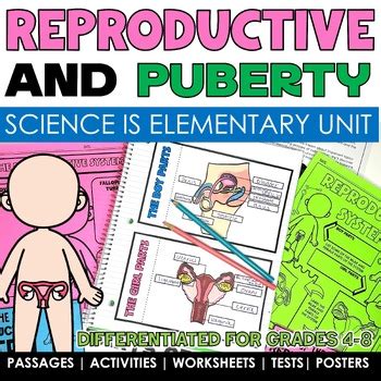 Reproductive System And Puberty Human Body Systems Worksheets Puberty