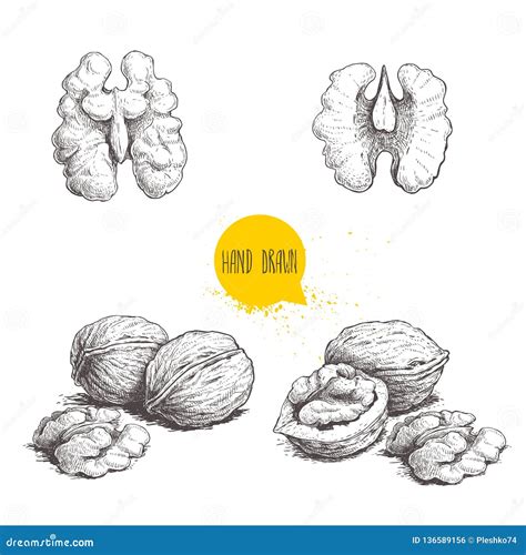 Hand Drawn Sketch Style Walnuts Set Single Whole Half And Walnut Seed