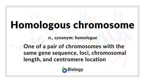 Homologous Chromosome Definition And Examples Biology Online Dictionary