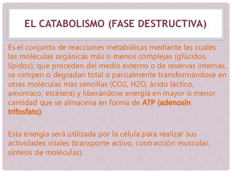 Anabolismo Y Catabolismo Diferencias Ejemplos Cuadro Comparativo