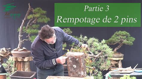 Partie 3 sur le rempotage de Pins Sylvestre bonsaï YouTube