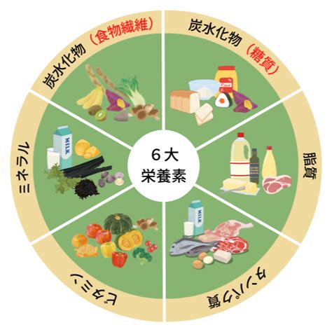 5大栄養素（6大栄養素）とは？栄養素の働きとボディラインの関係 Well Body