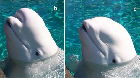 Beluga whales appear to change the shape of their melon heads to ...