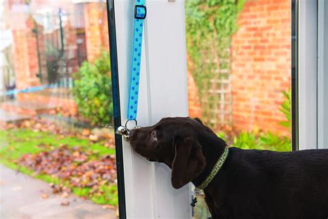 What Age Are Dogs Toilet Trained