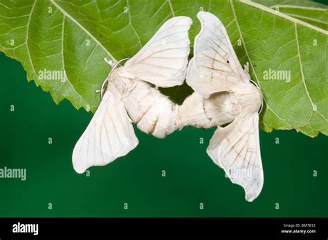 Mating Pair Of Silkworm Moths Stock Photo Alamy