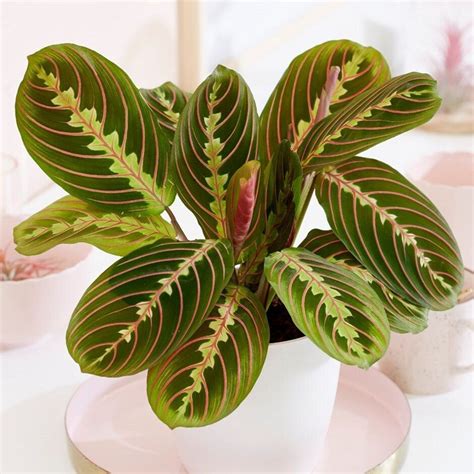 Prayer Plant Maranta Leuconeura Life Is Succulent