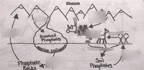 Apes Phosphorus Cycle Diagram Quizlet