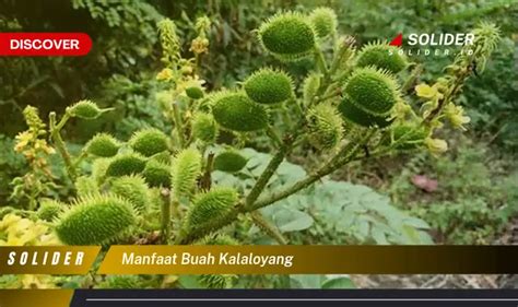 Bukan Cuma Buah Sembarang Ketahui 4 Manfaat Buah Kalaloyang Yang