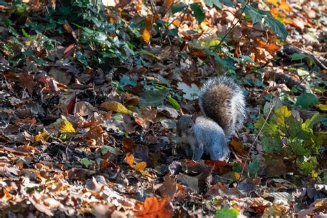 Autumn Squirrel Stock Photos, Images and Backgrounds for Free Download