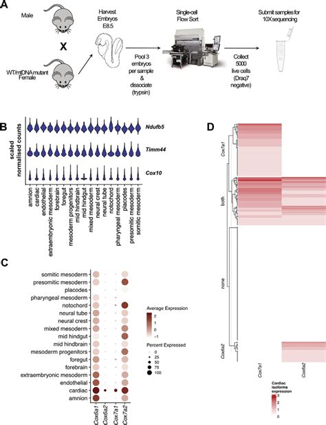 Figure S1 Differential Expression Of Nuclear Encoded Mitochondrial