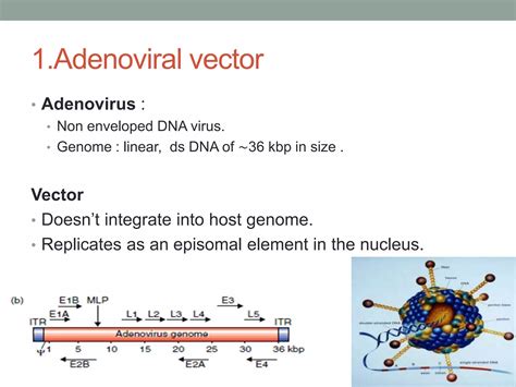 Animal viral based vectors | PPT