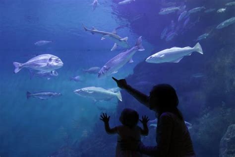 The 12 Best Things To Do With Kids In Santa Barbara Aquarium Fish