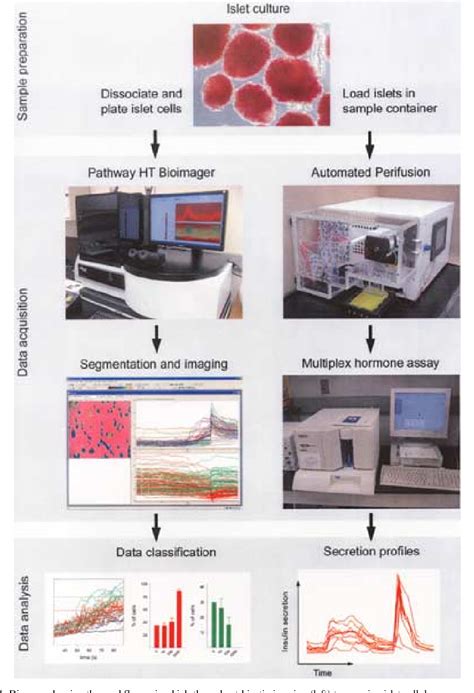 Figure 1 From Automated High Throughput Assays For Evaluation Of Human