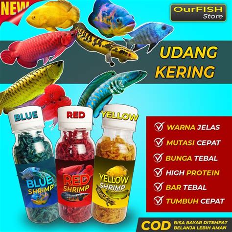 Jual Udang Kering Pakan Ikan Channa Maru Yellow Sentarum Auranti